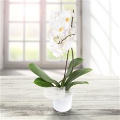 Mothers Day White Orchid in container