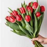  Tulip Bouquet colours vary