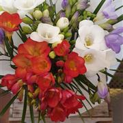 Freesia Vase Arrangement