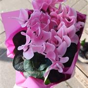 Cyclamen Plant